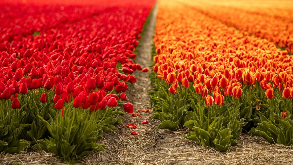Campo de tulipanes en Holanda Países Bajos